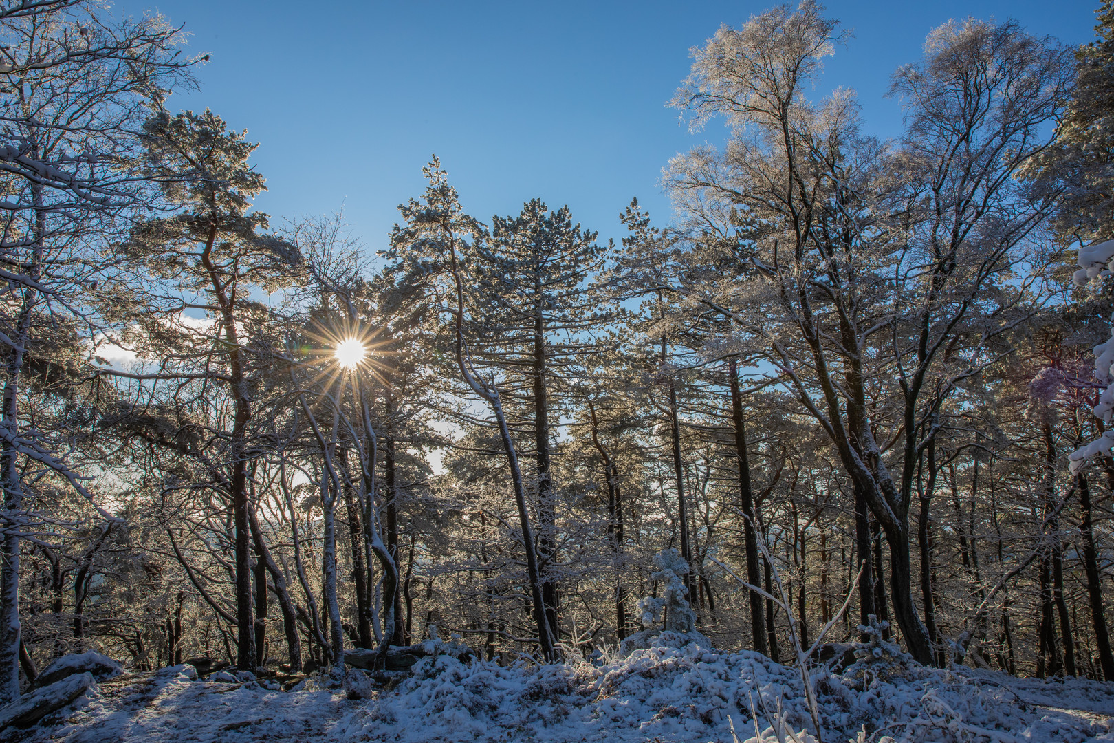 Weihnachtsstern im Winterwald