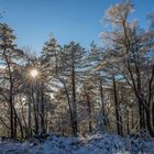 Weihnachtsstern im Winterwald