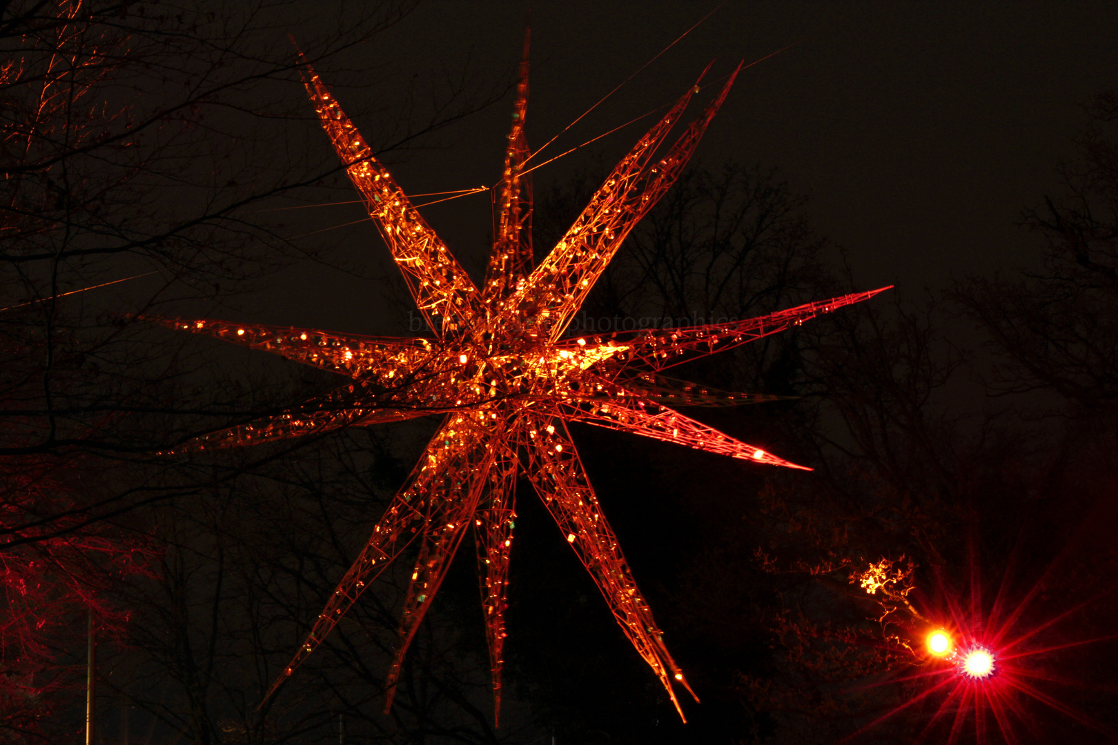 Weihnachtsstern in den Bremer Wallanlagen