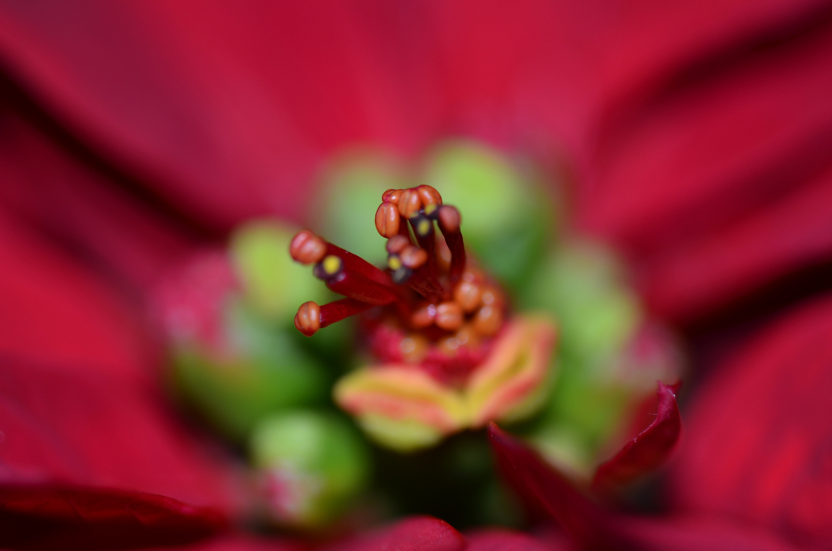 Weihnachtsstern - Makro 1