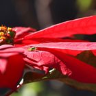 Weihnachtsstern mit dem Gast