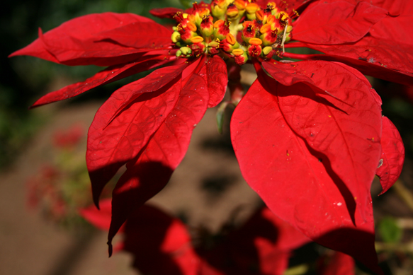 Weihnachtsstern outdoor