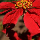 Weihnachtsstern outdoor