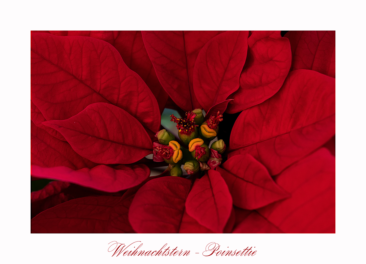 Weihnachtsstern - Poinsettie - Euphorbia pulcherrima...