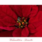 Weihnachtsstern - Poinsettie - Euphorbia pulcherrima...