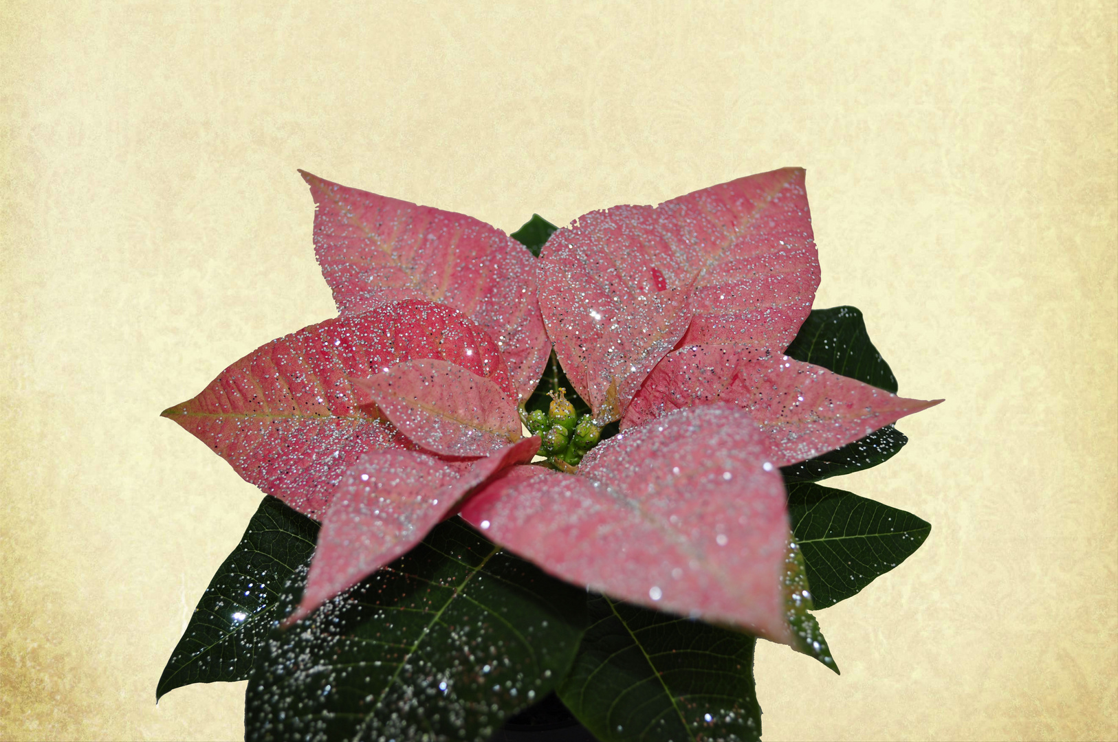 Weihnachtsstern rosa mit silber Glitter