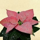 Weihnachtsstern rosa mit silber Glitter