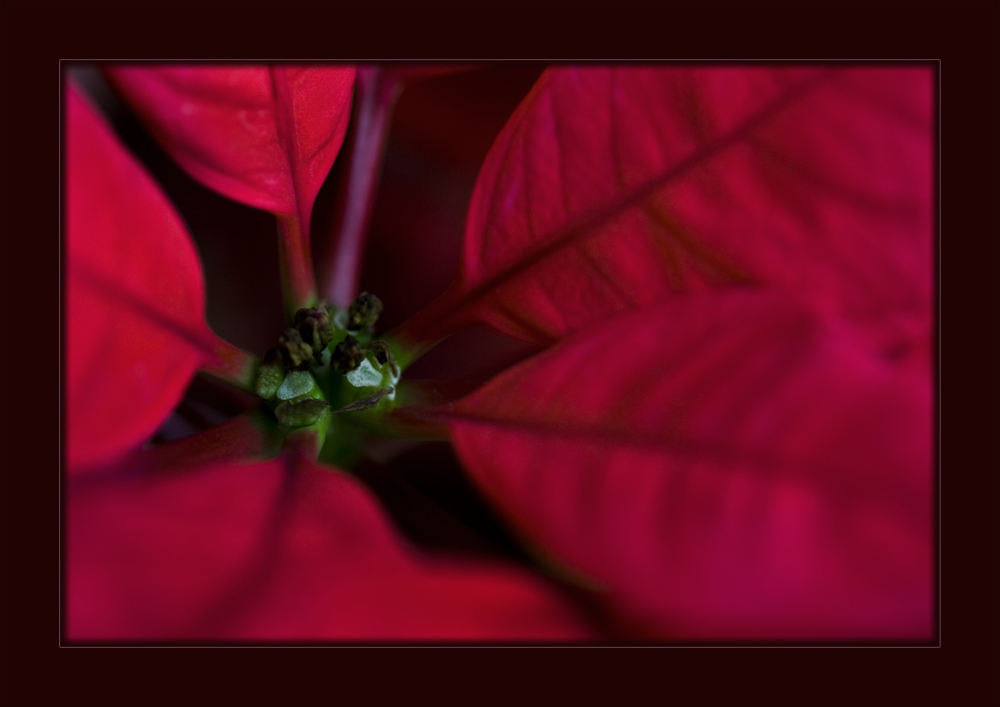 Weihnachtsstern Rot