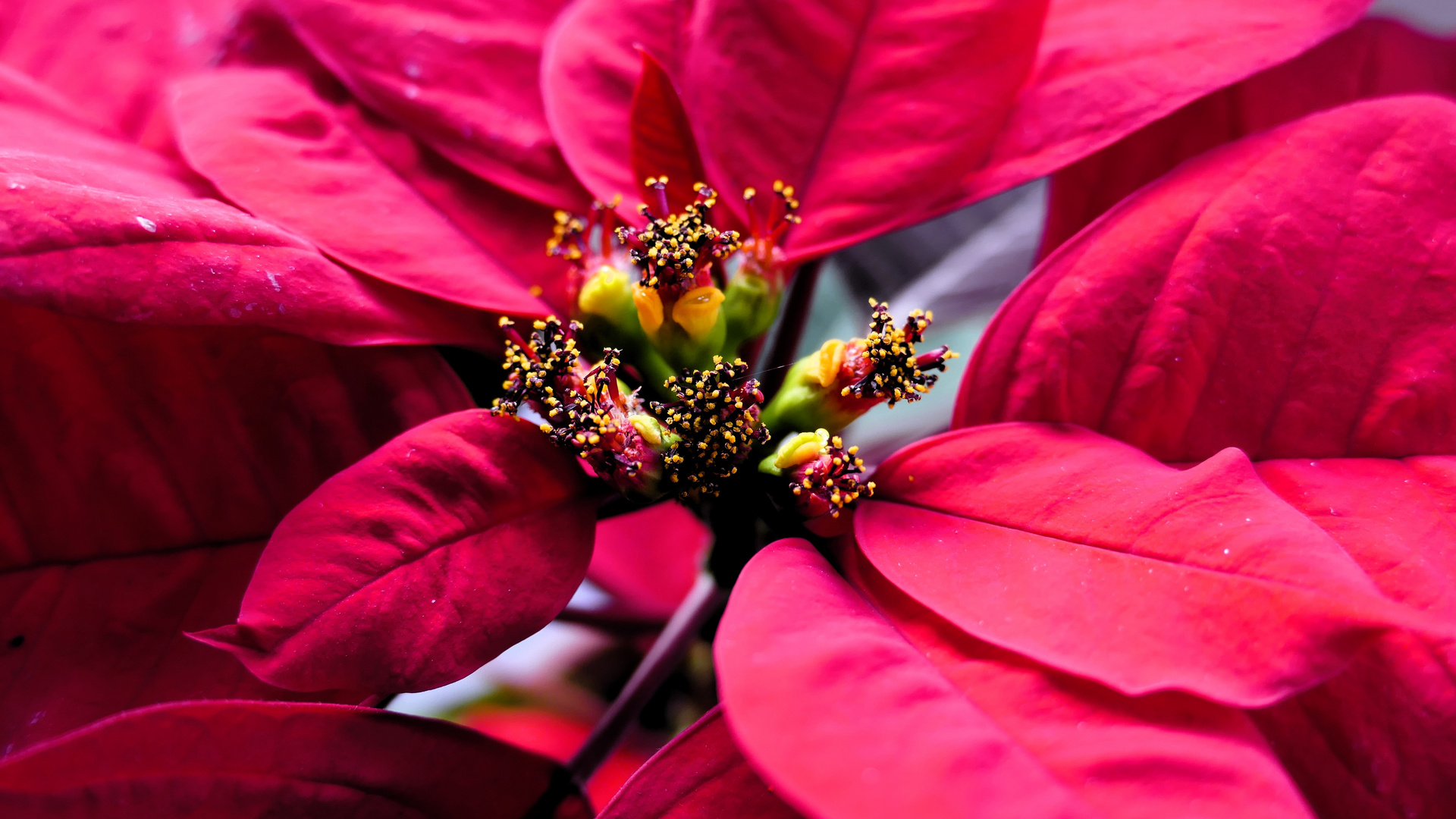 Weihnachtssternblüte