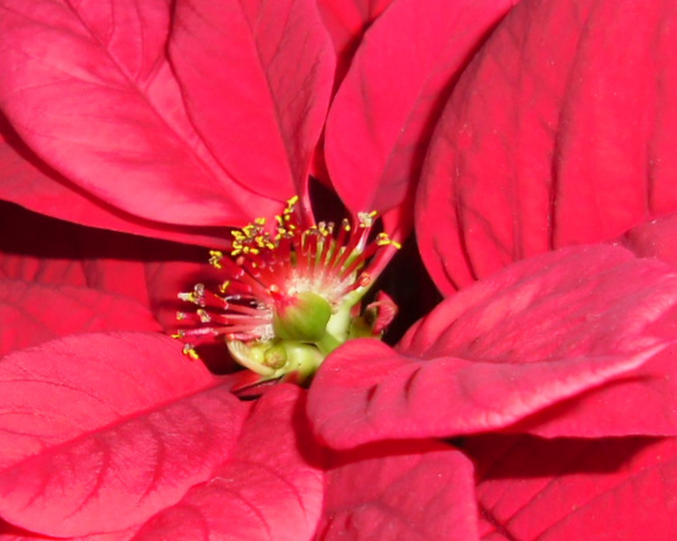 Weihnachtssternblüte