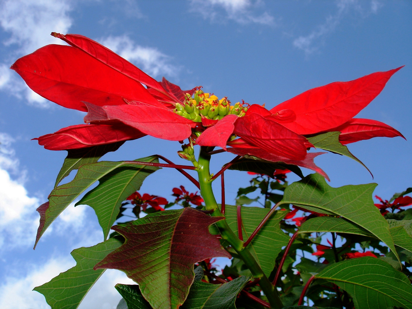 Weihnachtssterne