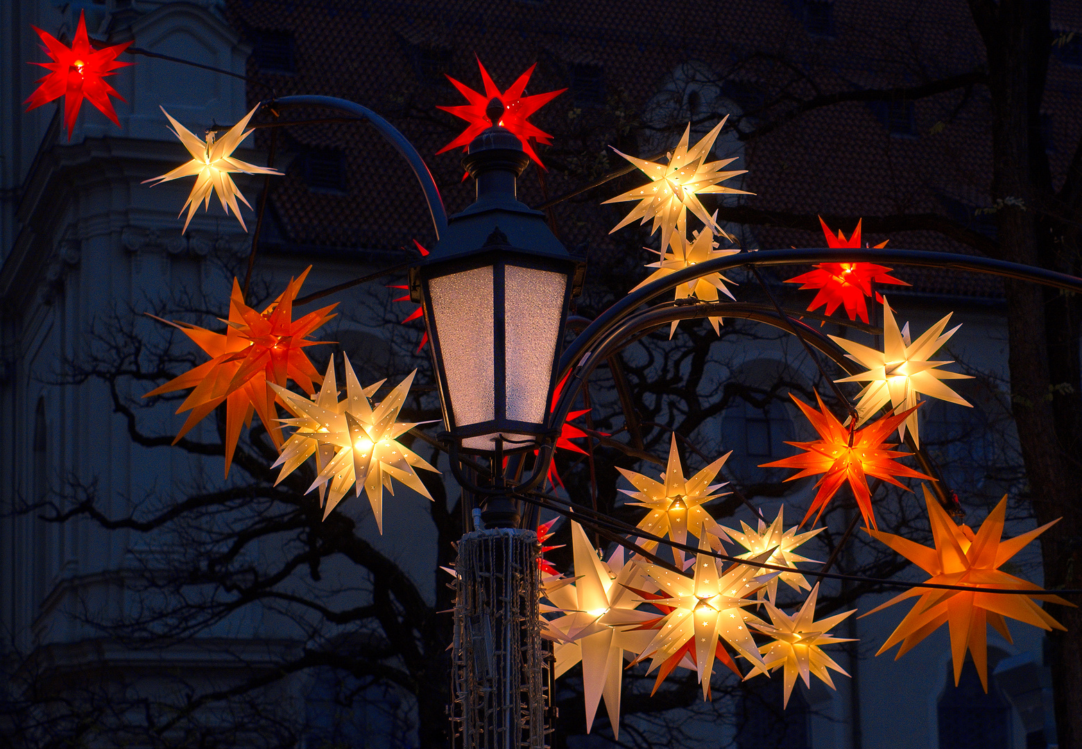 Weihnachtssterne Foto & Bild | spezial, sterne, projekte Bilder auf