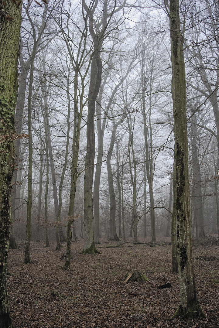 Weihnachtstaghochnebel