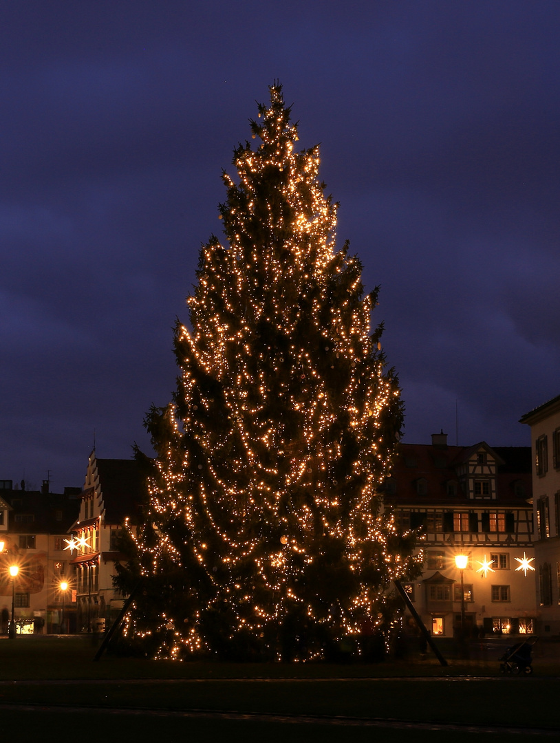 Weihnachtstanne auf dem Klosterhof in St. Gallen