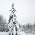 Weihnachtstraumbaum