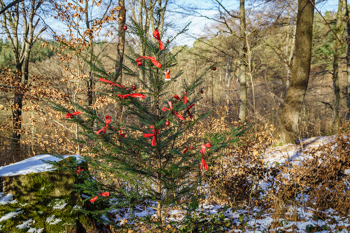 Weihnachtsüberraschung