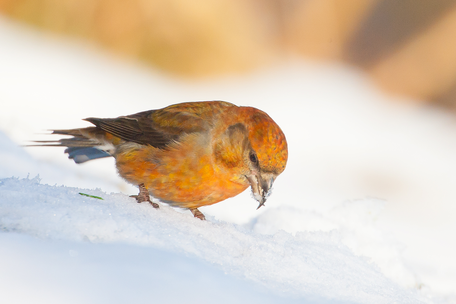 Weihnachtsvogel