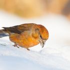 Weihnachtsvogel