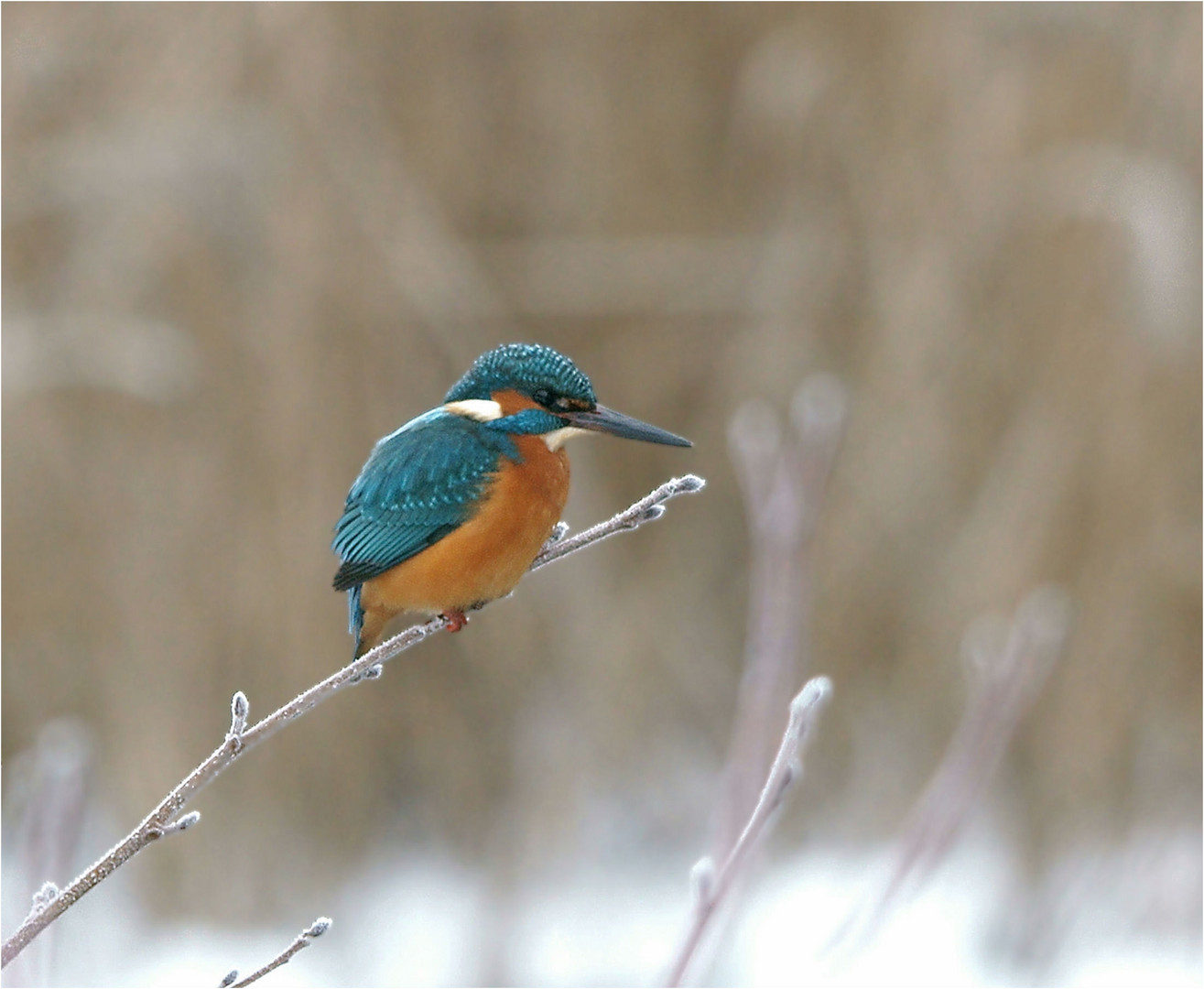 Weihnachtsvogel