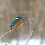 Weihnachtsvogel