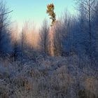 Weihnachtswald