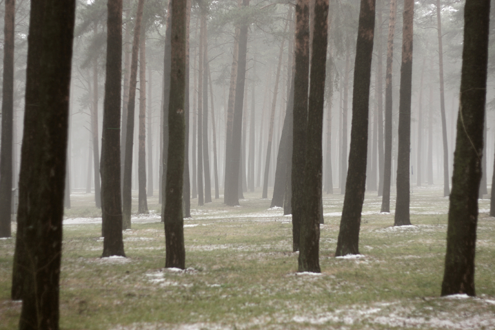 Weihnachtswald