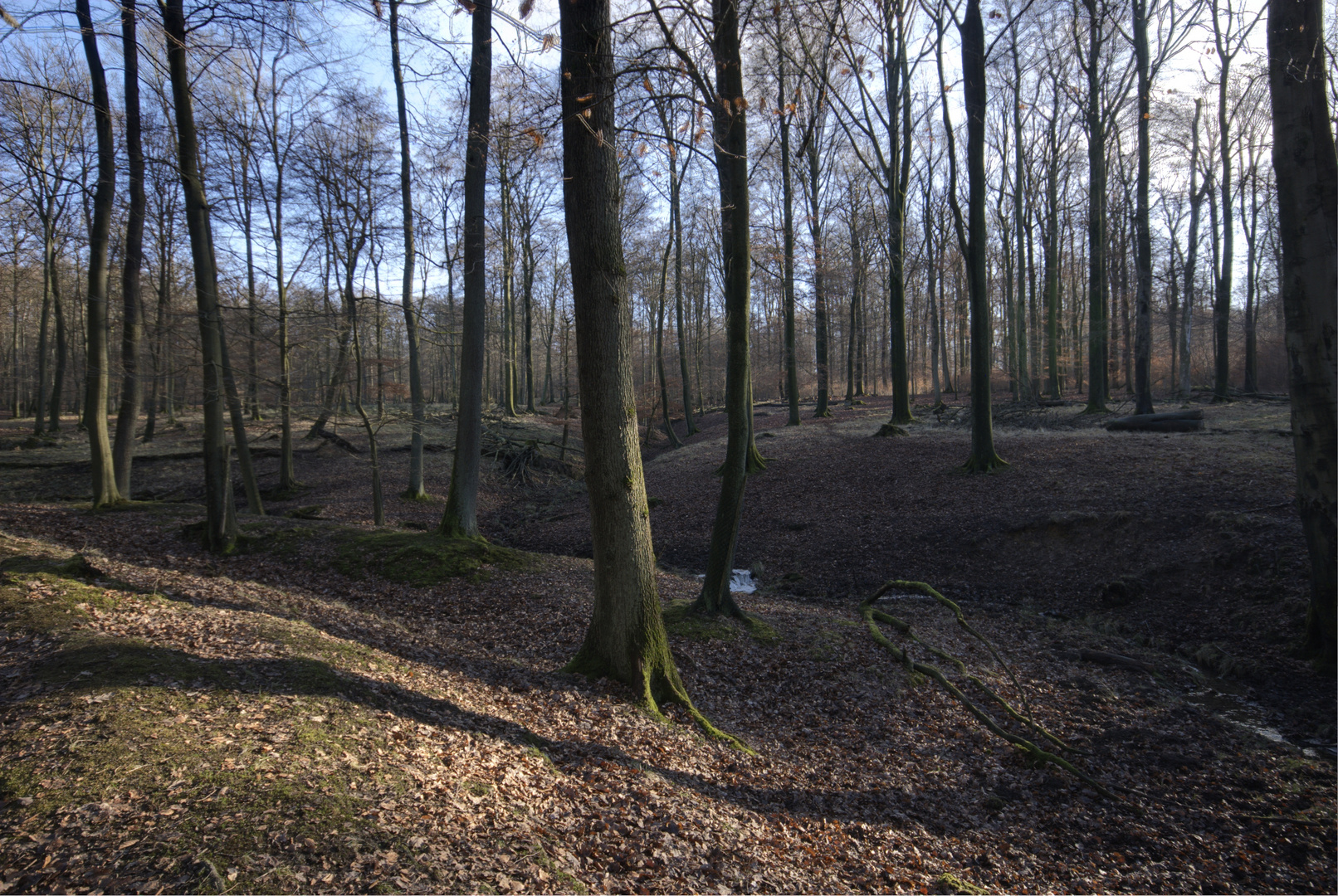 ~ Weihnachtswanderung im Luerwald ~