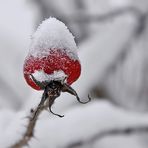 * Weihnachtswichtel *