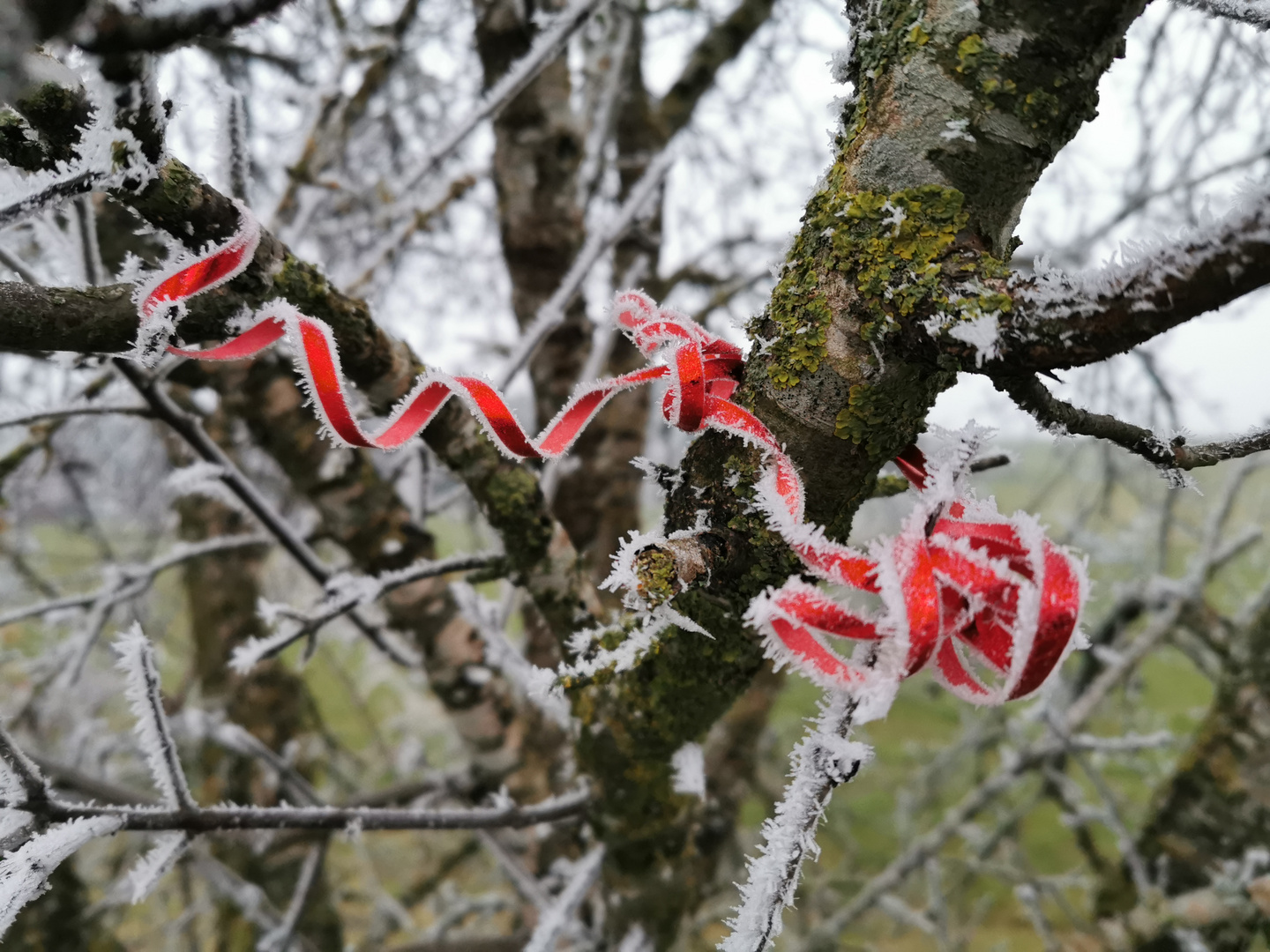 Weihnachtszauber