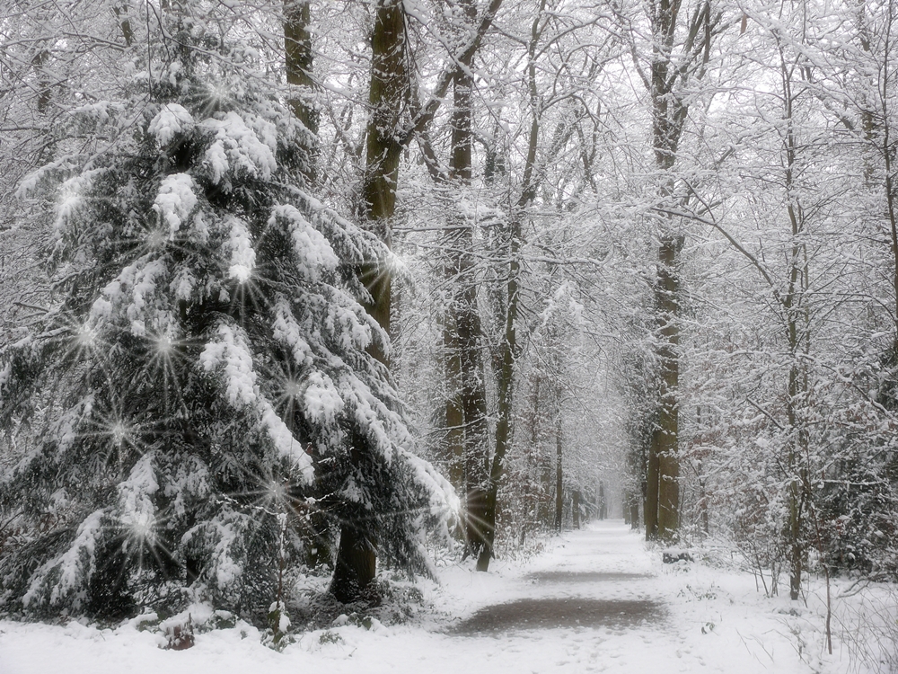 Weihnachtszauberwald