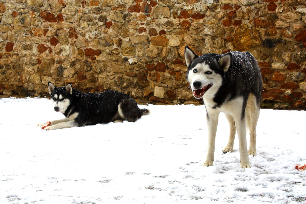 Weihnachtszeit ..... Huskyzeit