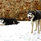 Weihnachtszeit ..... Huskyzeit