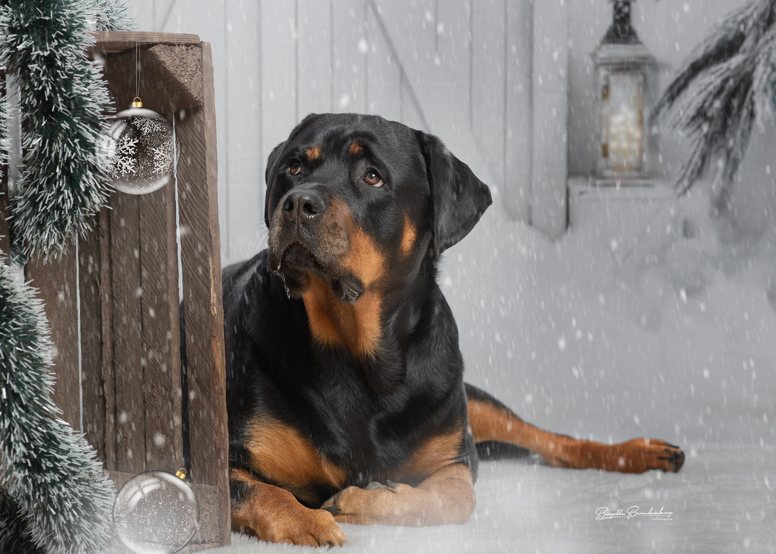 Weihnachtszeit im Studio 