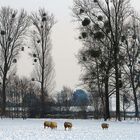 Weihnachtszeit. Mistelnzeit.