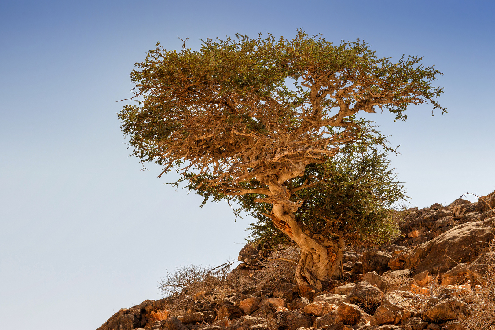 Weihrauchbaum