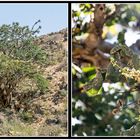 Weihrauchbaum/-blüte, Salalah (Oman)