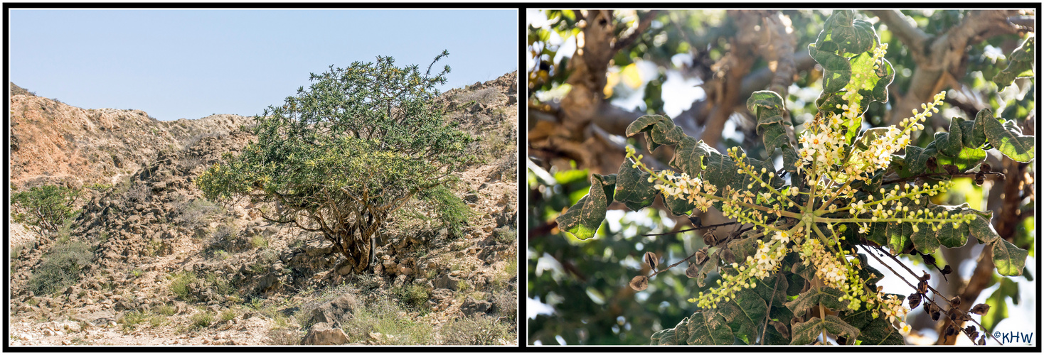 Weihrauchbaum/-blüte, Salalah (Oman)
