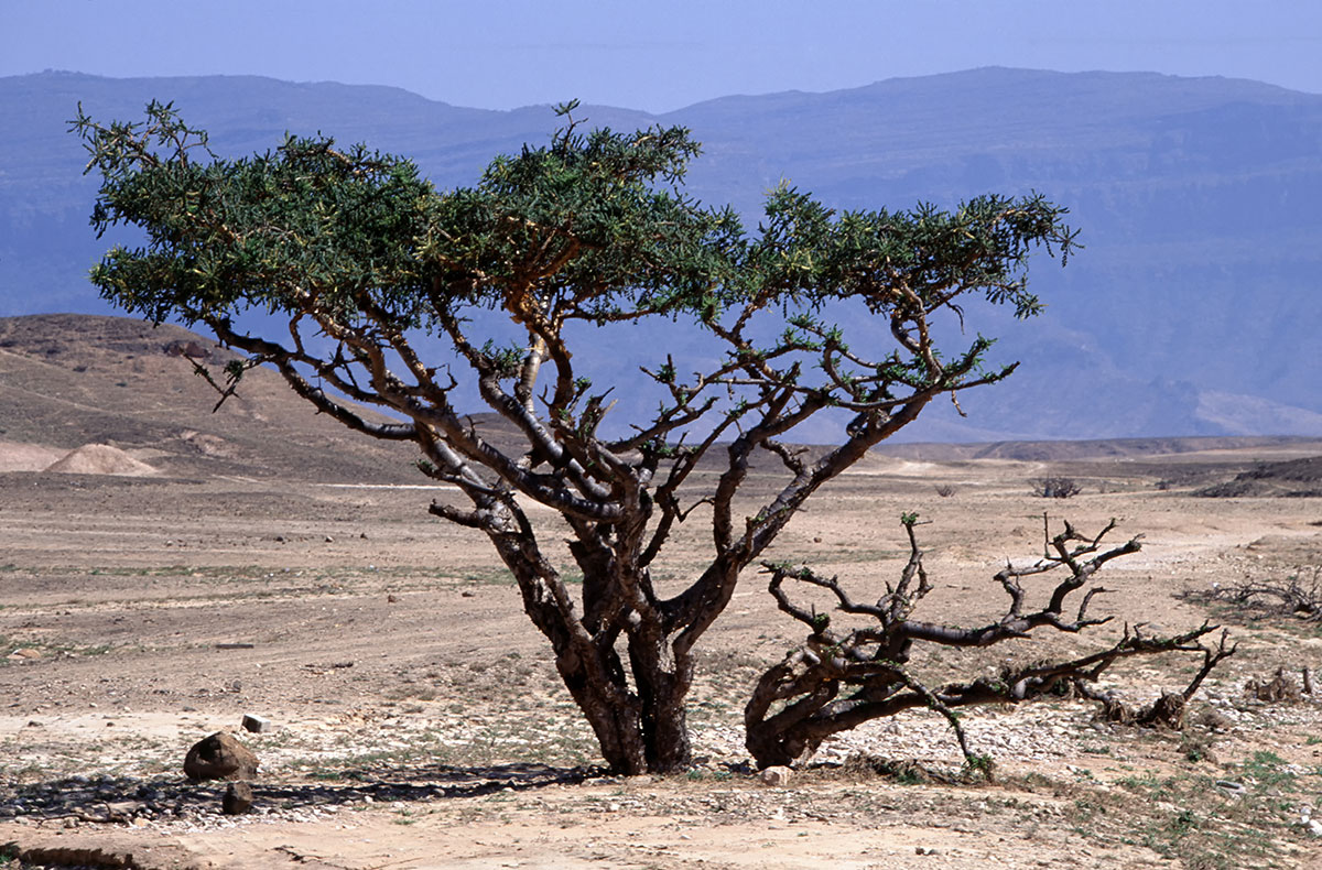 Weihrauchbaum im Oman