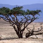 Weihrauchbaum im Oman