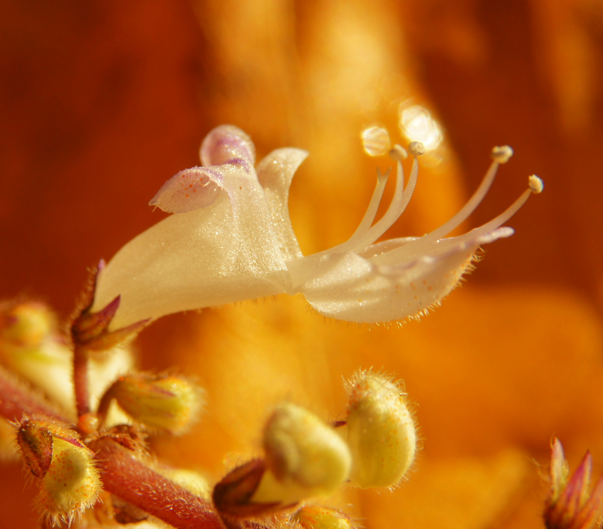 Weihrauchblüte