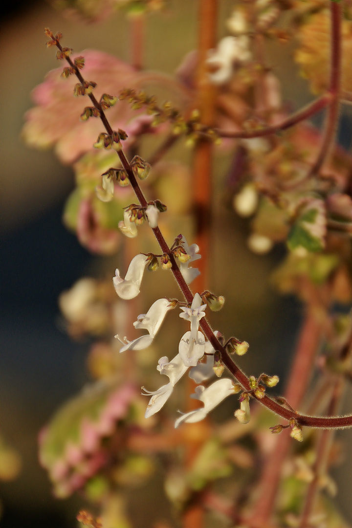 Weihrauchblüten