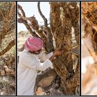 Weihrauchernte im Dhofargebirge, salalah (Oman)