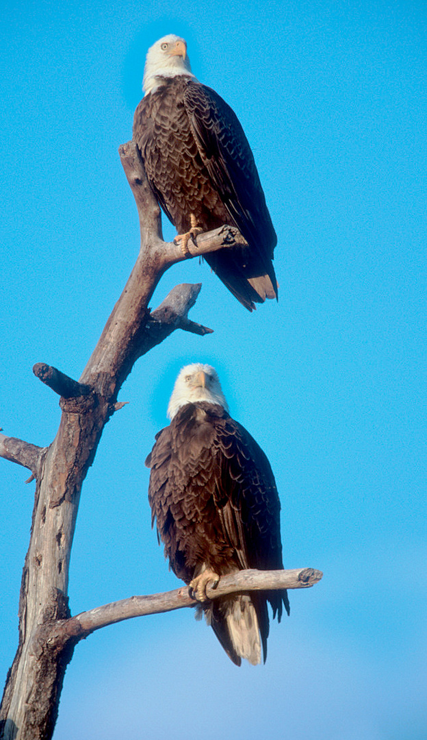   - WEIKOPFSEEADLER - ( Haliaeetus leucocephalus )