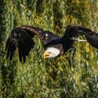 Weikopfseeadler in der Spätsommer-Sonne