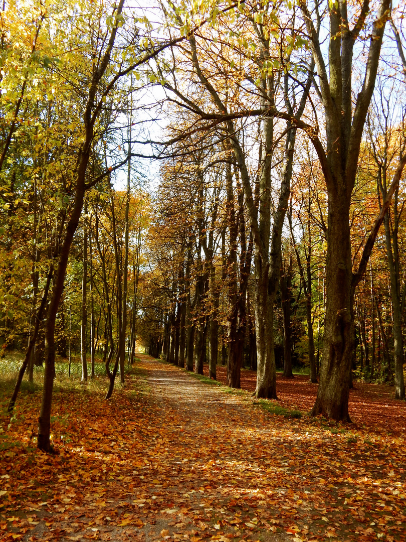 Weil das Leben, wie Blätter im Herbst ist