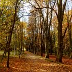 Weil das Leben, wie Blätter im Herbst ist