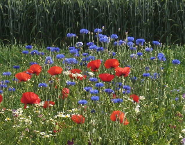 Weil der Eindruck so selten nochmals: Kornblumen blau ...