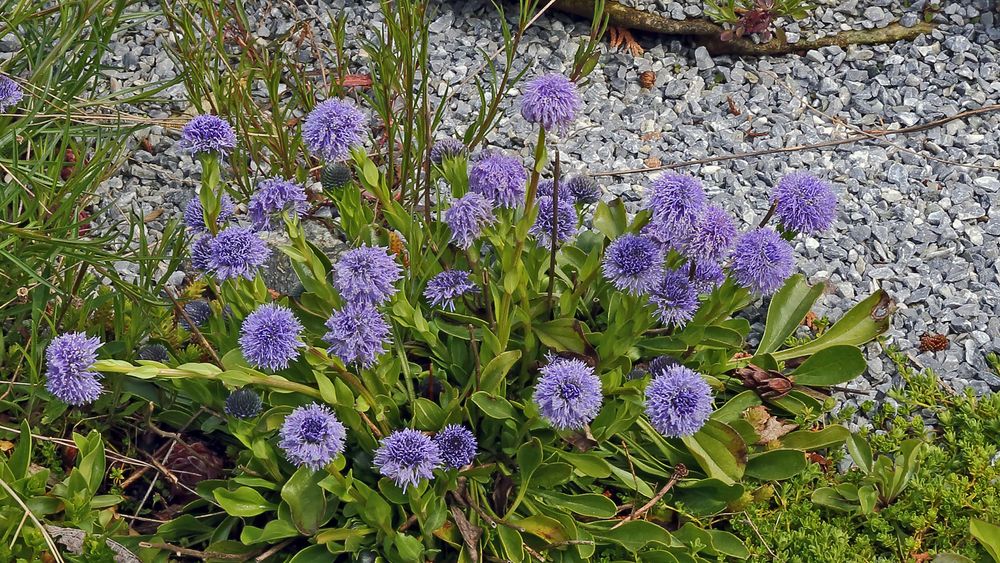 Weil die Kugelblume hier so schön blüht noch ein zweites Bild...