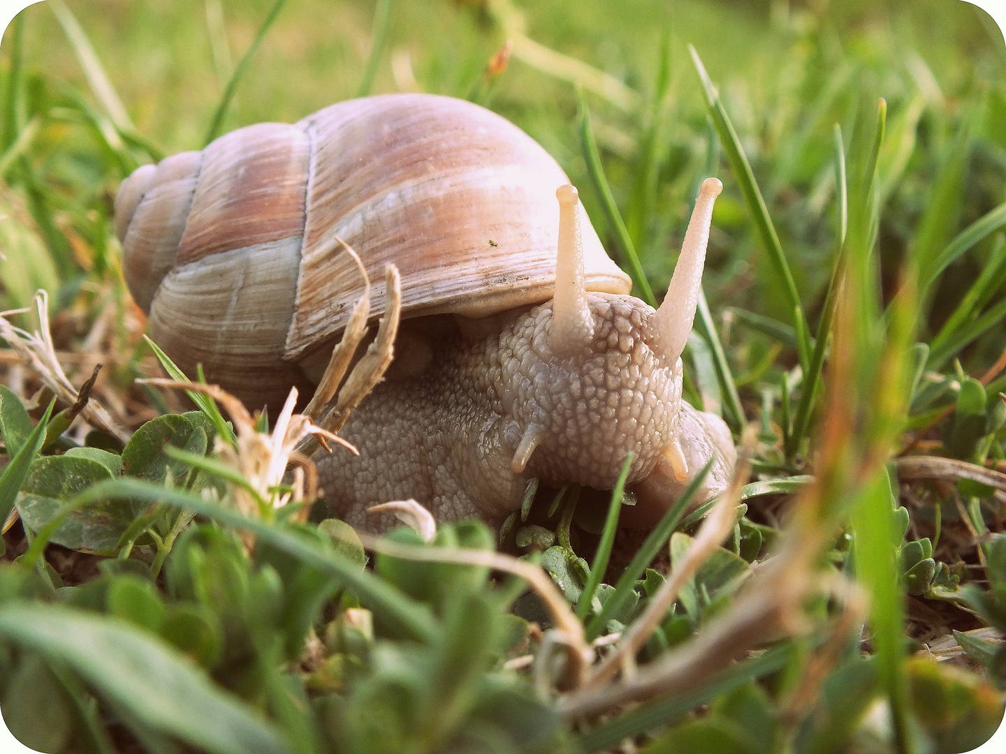 Weil die Schnecke immer ihr Haus dabei hat :-*