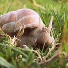 Weil die Schnecke immer ihr Haus dabei hat :-*